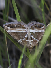 Chrysolarentia conifasciata
