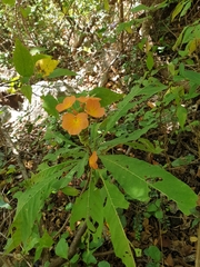 Crossandra