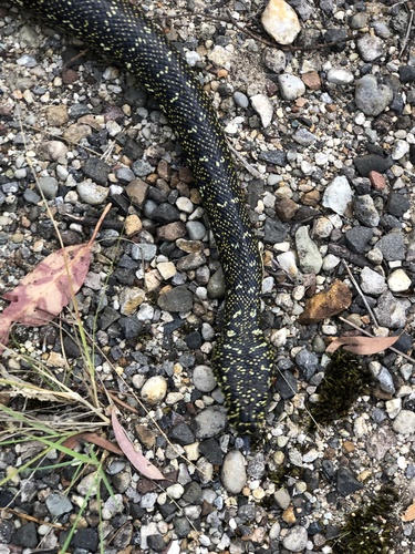 Diamond Python sighting