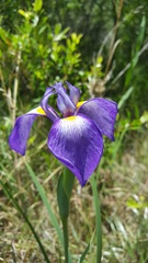 Iris tridentata