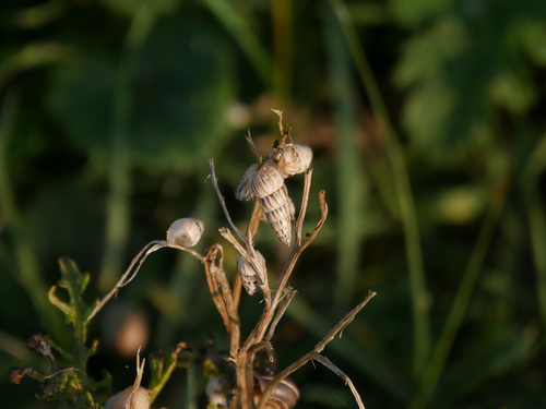 Pointed Snail, Cadzand-Bad, Cadzand, Netherlands, photo 5 of 10