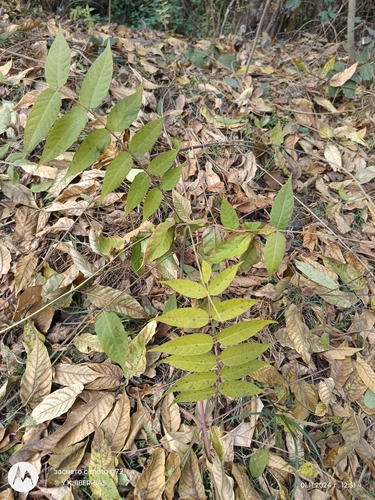 tree-of-heaven