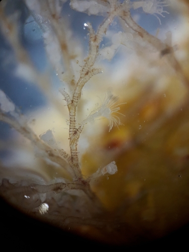 Obelia dichotoma