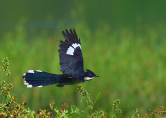 Jacobin Cuckoo photo 3