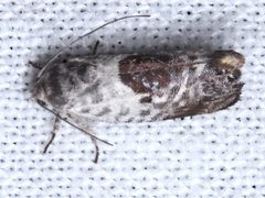 Eupselia carpocapsella