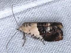 Hypertropha chlaenota