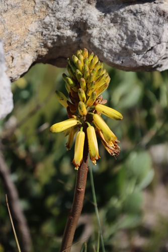 Image of Peninsula Rambling Aloe (Aloiampelos commixta) by (c) Tony Rebelo, some rights reserved (CC BY-SA)