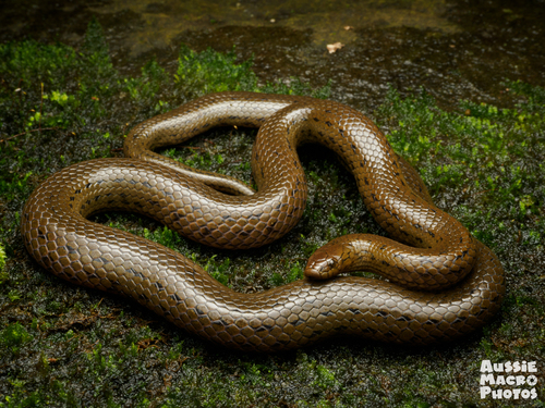 Photo of a Olive Trapezoid Snake (Rhabdops olivaceus)