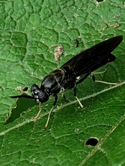 Hermetia illucens