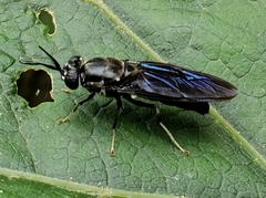 Hermetia illucens