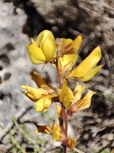 Ononis aragonensis, photograph 1