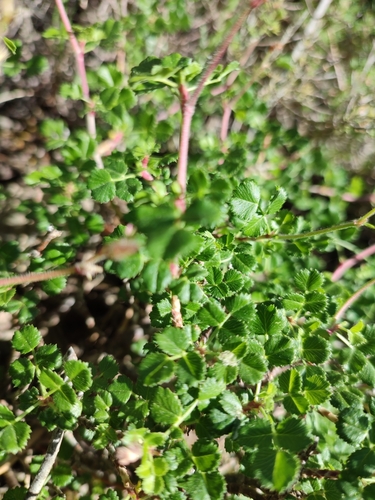 Ononis aragonensis, photograph 2