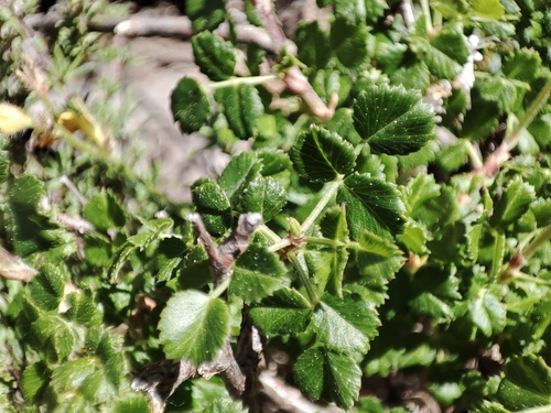 Ononis aragonensis, photograph 3