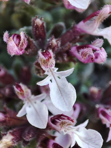 Teucrium rotundifolium, photograph 5