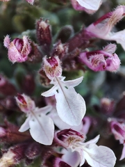 author not stated, no rights reserved Teucrium rotundifolium, photograph author not stated, no rights reserved