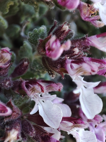 Teucrium rotundifolium, photograph 6