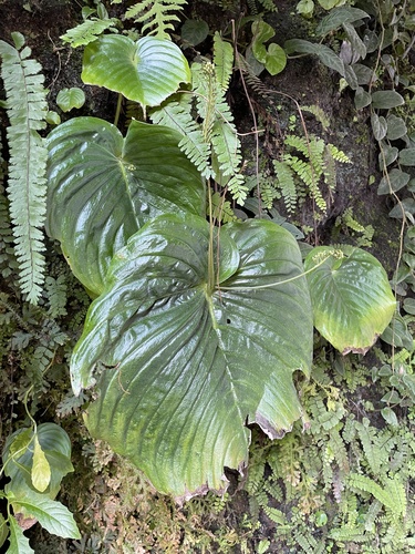 Monophyllaea hirticalyx