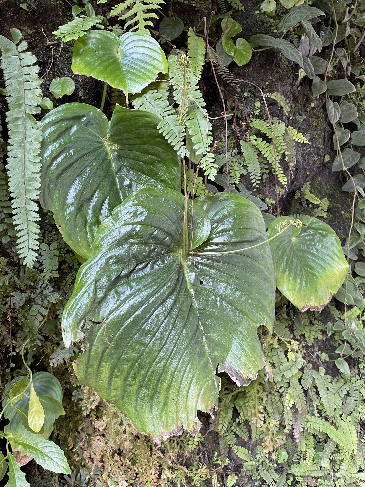 Monophyllaea hirticalyx