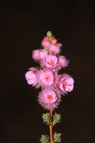 Verticordia pennigera Endl.