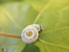 Monostegia abdominalis