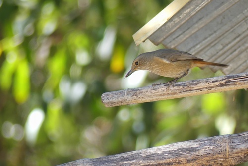Forest Rock Thrush (Monticola sharpei), photo 5