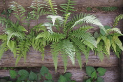 Phegopteris decursive-pinnata