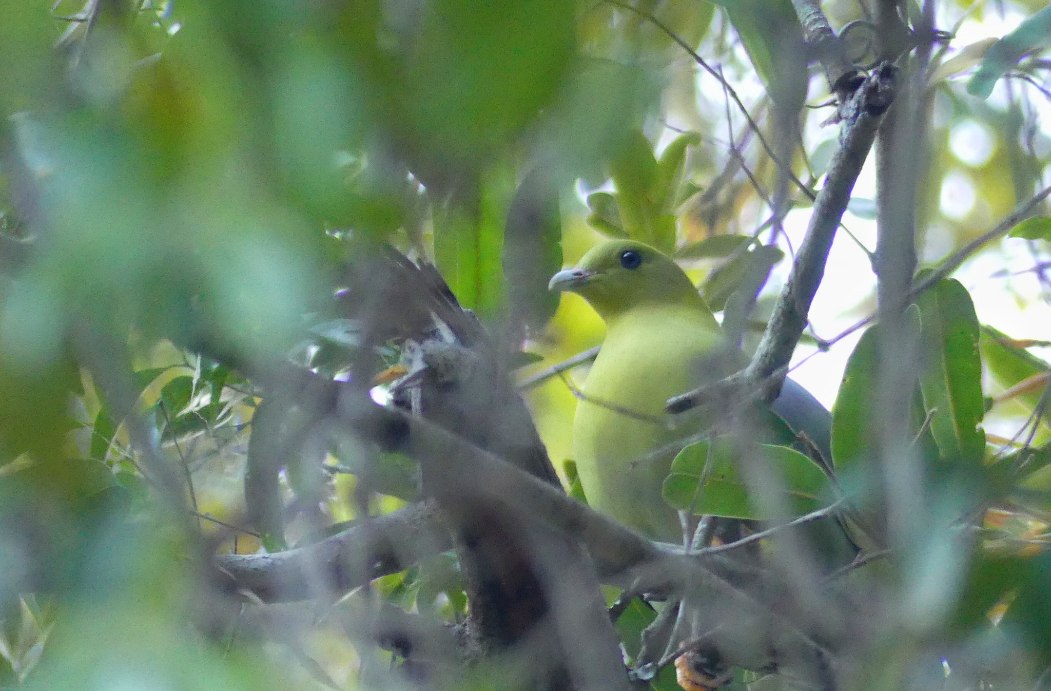 Madagascar Green-Pigeon illustration