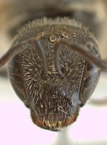 Lasioglossum truncaticolle