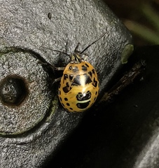 Antestiopsis anchora