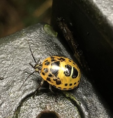 Antestiopsis anchora