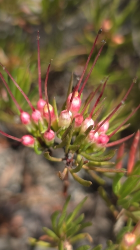 Image of Darwinia fascicularis by (c) Petra Holland, some rights reserved (CC BY)