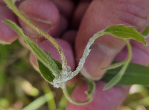 Image of Billardiera mutabilis by (c) ianrainbow, some rights reserved (CC BY)