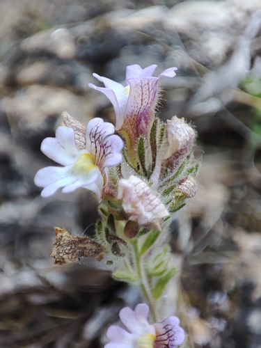Chaenorhinum serpyllifolium (Chaenorhinum serpyllifolium)