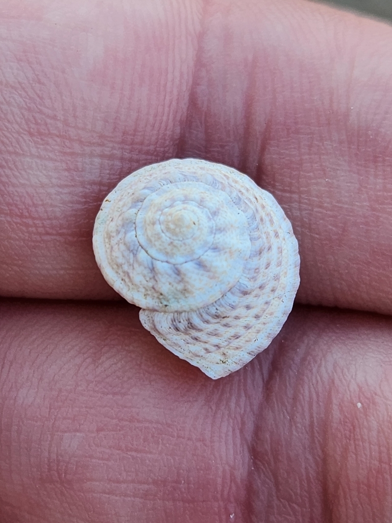 Button Snail from Downtown Miami, Miami, FL, USA on October 30, 2024 at ...