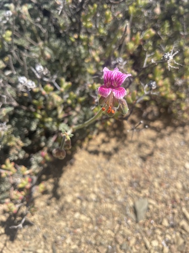 Dassie Buchu (Pelargonium griseum)