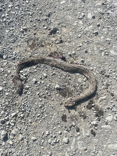 Red Adder