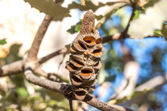 Banksia dentata