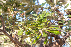 Banksia dentata