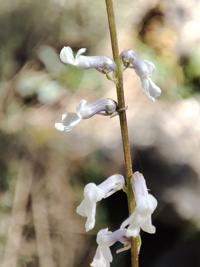 Anarrhinum laxiflorum (Anarrhinum laxiflorum)