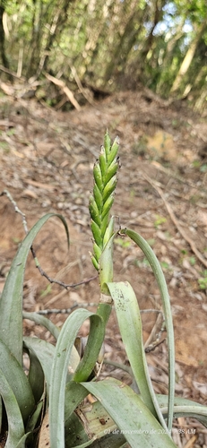 Image of Tillandsia polystachia by (c) Celso Henrique Varela Rios, some rights reserved (CC BY)