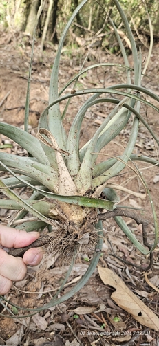 Image of Tillandsia polystachia by (c) Celso Henrique Varela Rios, some rights reserved (CC BY)