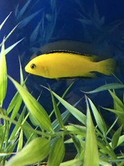 Labidochromis caeruleus