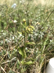 Epipactis dunensis
