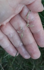 Poa nemoralis