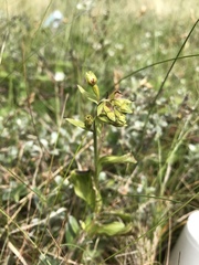 Epipactis dunensis