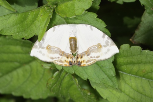 Sewa orbiferata