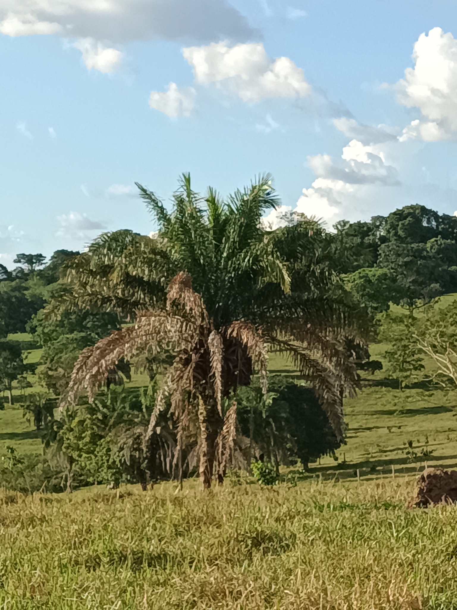 Attalea phalerata