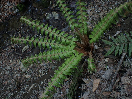Polystichum ovatopaleaceum iNat (3)