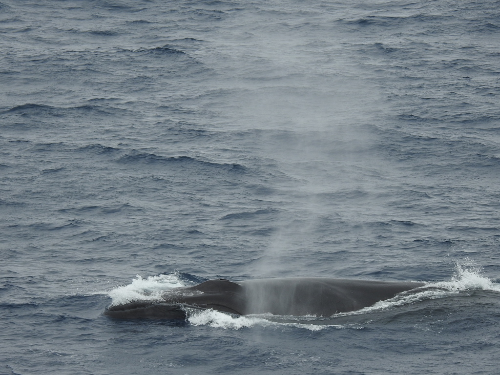 Fin whale blowing as it surfaces