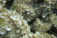 Padina pavonica